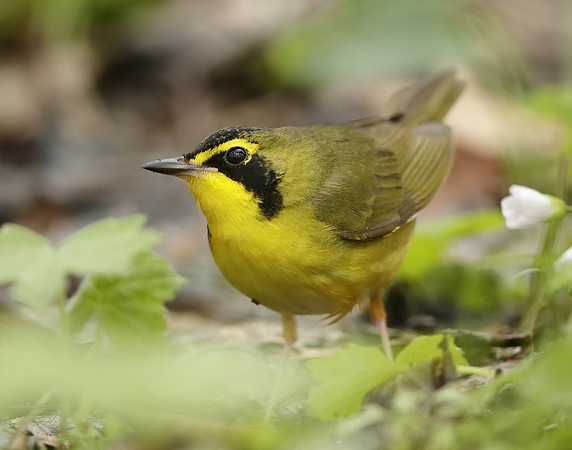 Kentucky Warbler Geothlypis formosa