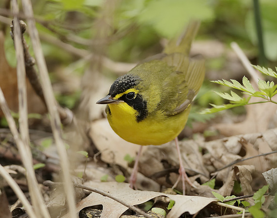 Kentucky Warbler Geothlypis formosa