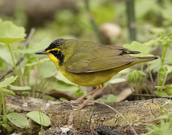 Kentucky Warbler Geothlypis formosa