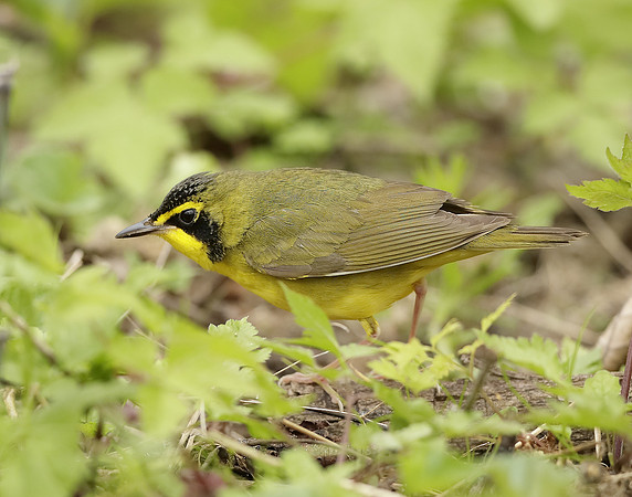 Kentucky Warbler Geothlypis formosa