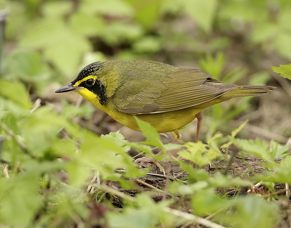 Kentucky Warbler Geothlypis formosa