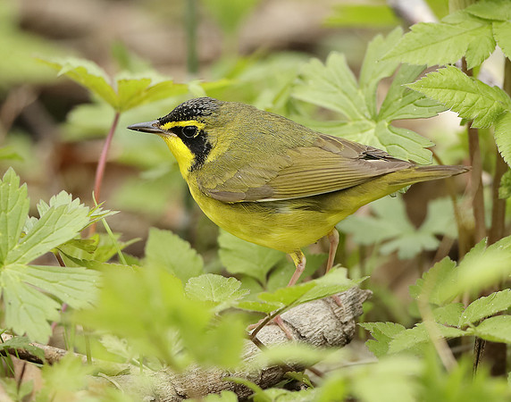 Kentucky Warbler Geothlypis formosa