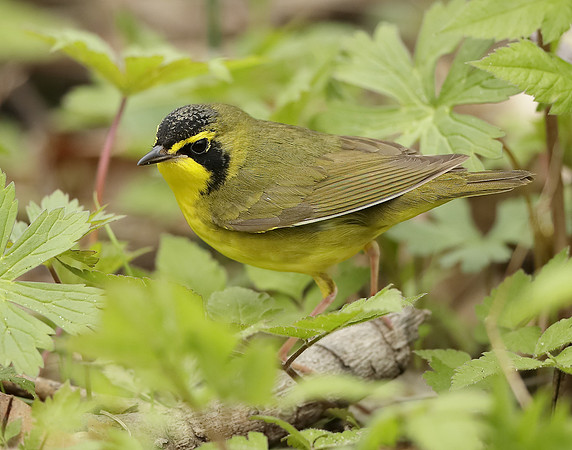 Kentucky Warbler Geothlypis formosa