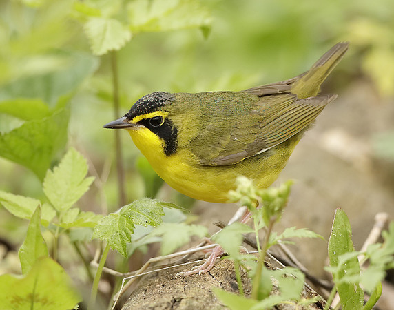 Kentucky Warbler Geothlypis formosa