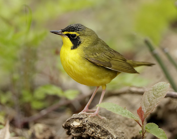 Kentucky Warbler Geothlypis formosa