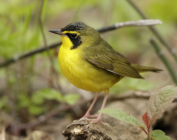 Kentucky Warbler Geothlypis formosa