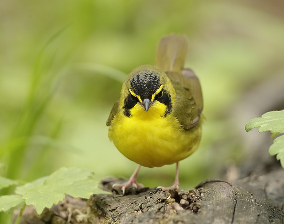 Kentucky Warbler Geothlypis formosa