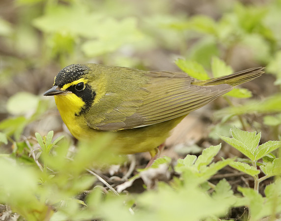 Kentucky Warbler Geothlypis formosa