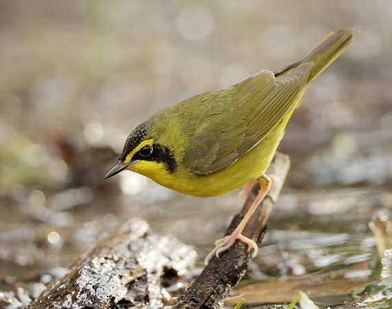 Kentucky Warbler Geothlypis formosa