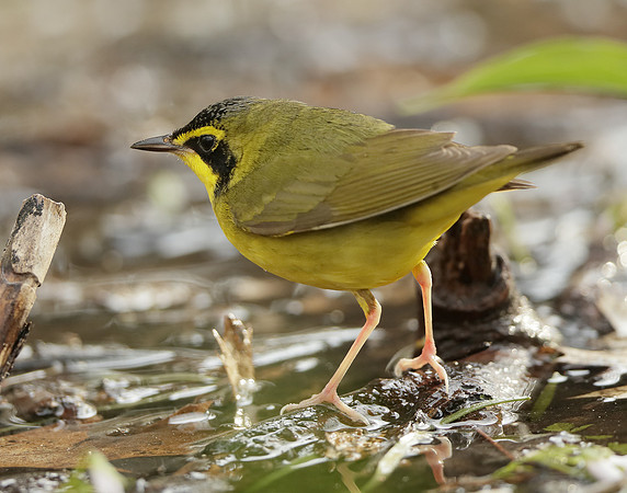 Kentucky Warbler Geothlypis formosa