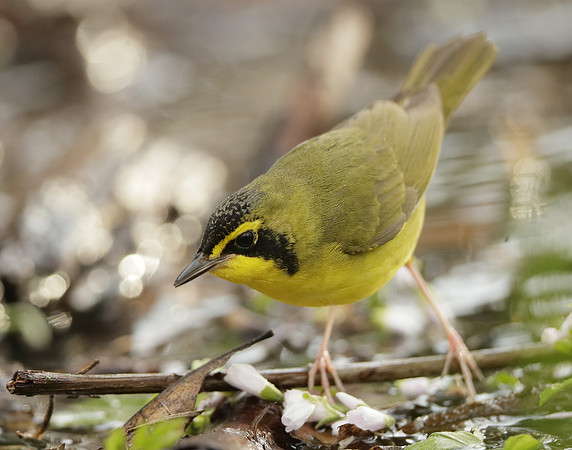 Kentucky Warbler Geothlypis formosa