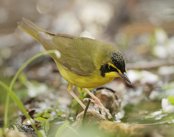 Kentucky Warbler Geothlypis formosa