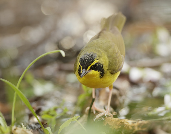 Kentucky Warbler Geothlypis formosa
