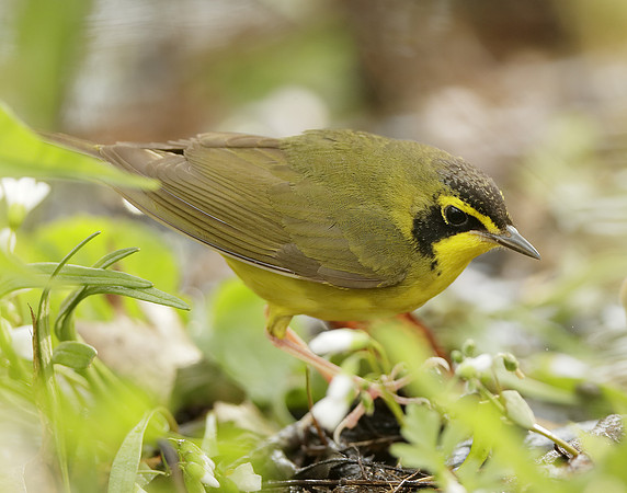 Kentucky Warbler Geothlypis formosa