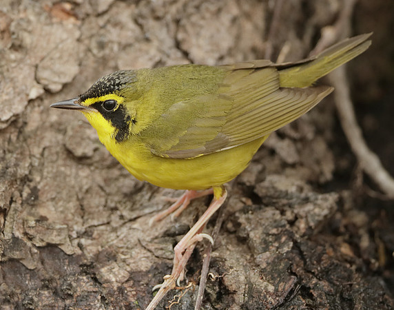 Kentucky Warbler Geothlypis formosa
