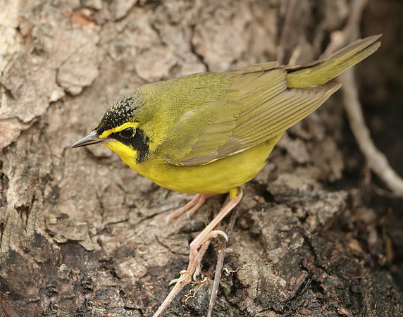 Kentucky Warbler Geothlypis formosa