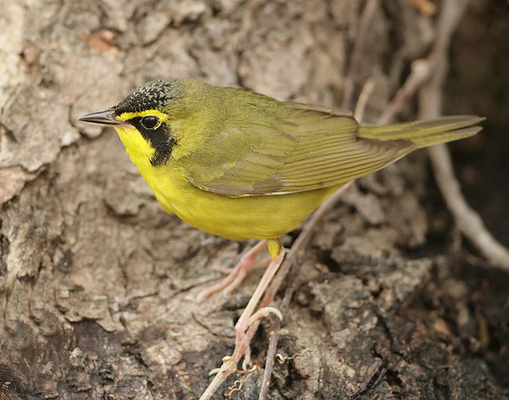 Kentucky Warbler Geothlypis formosa