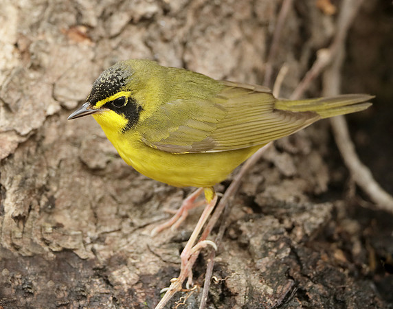Kentucky Warbler Geothlypis formosa