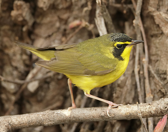 Kentucky Warbler Geothlypis formosa