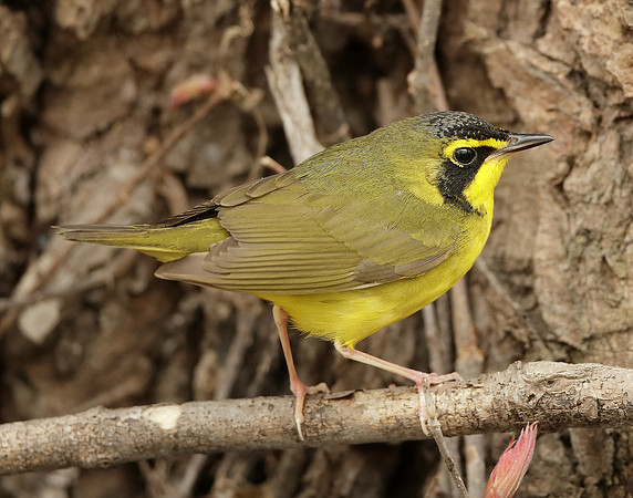 Kentucky Warbler Geothlypis formosa