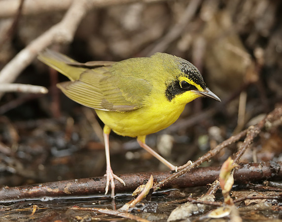 Kentucky Warbler Geothlypis formosa