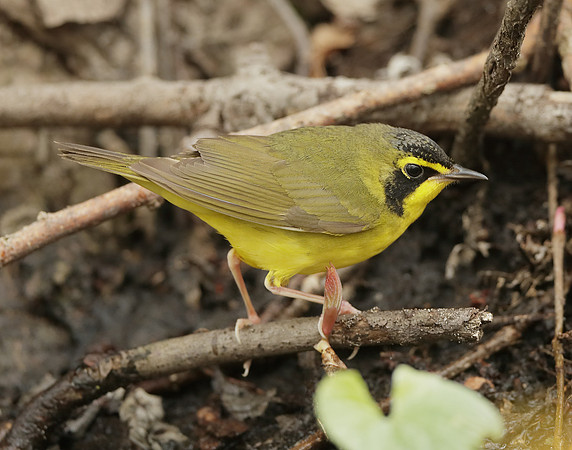Kentucky Warbler Geothlypis formosa