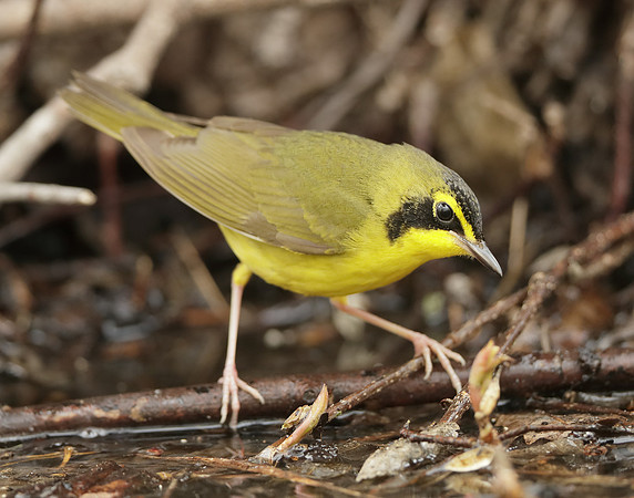 Kentucky Warbler Geothlypis formosa