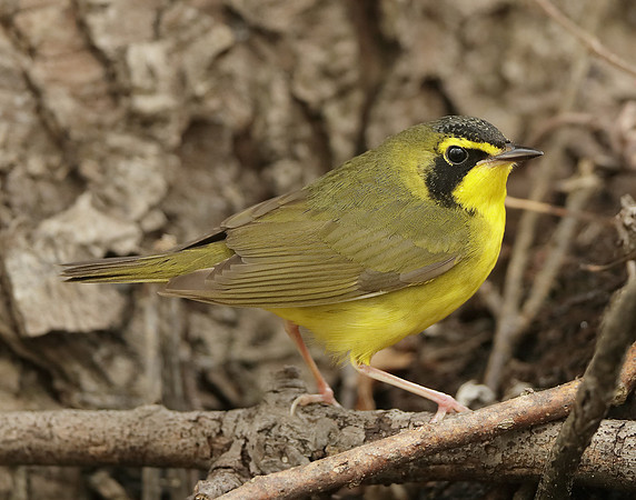 Kentucky Warbler Geothlypis formosa