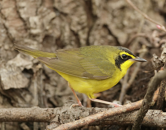 Kentucky Warbler Geothlypis formosa