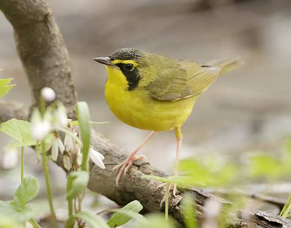Kentucky Warbler Geothlypis formosa
