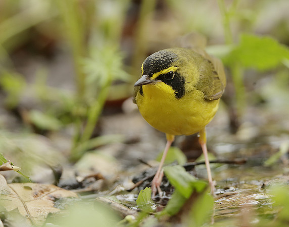 Kentucky Warbler Geothlypis formosa