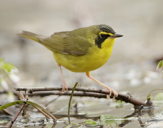 Kentucky Warbler Geothlypis formosa