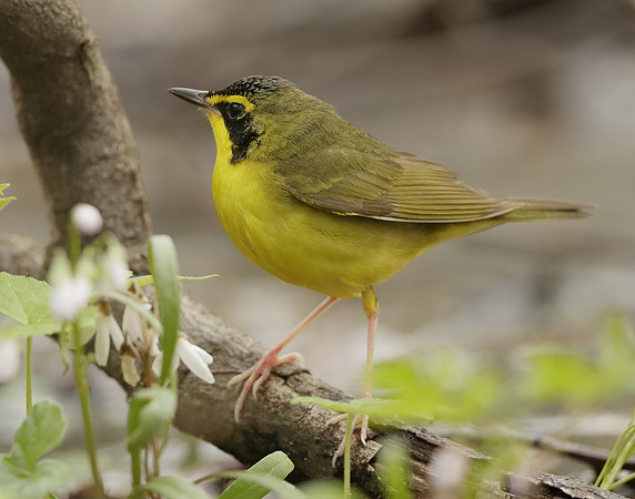 Kentucky Warbler Geothlypis formosa