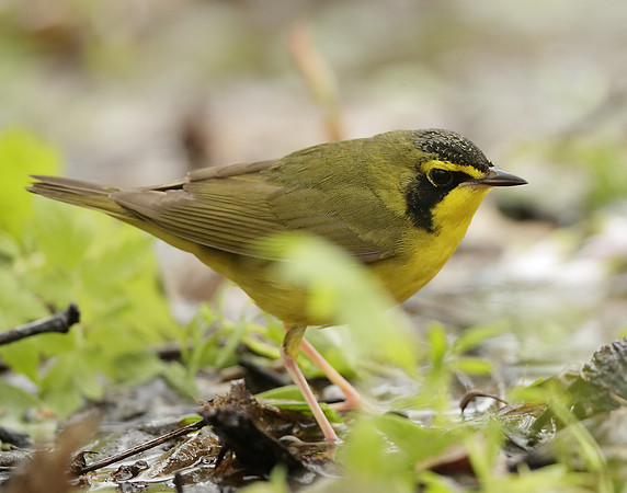 Kentucky Warbler Geothlypis formosa