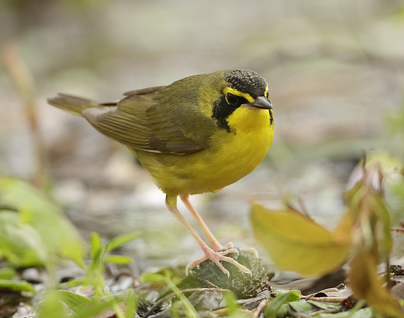 Kentucky Warbler Geothlypis formosa