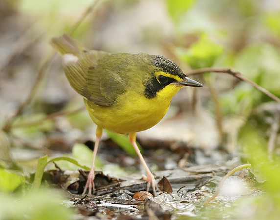 Kentucky Warbler Geothlypis formosa