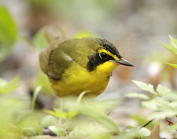 Kentucky Warbler Geothlypis formosa