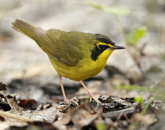 Kentucky Warbler Geothlypis formosa