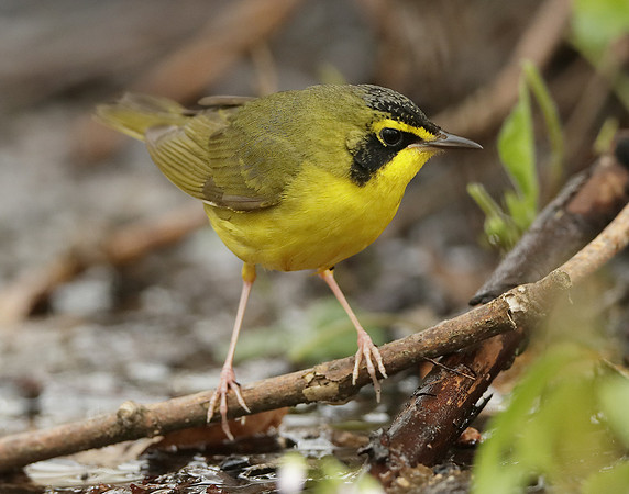 Kentucky Warbler Geothlypis formosa