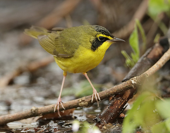 Kentucky Warbler Geothlypis formosa