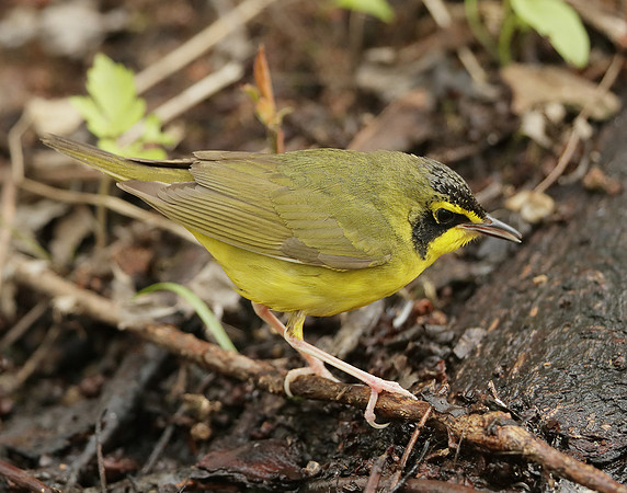 Kentucky Warbler Geothlypis formosa
