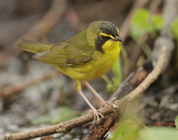Kentucky Warbler Geothlypis formosa