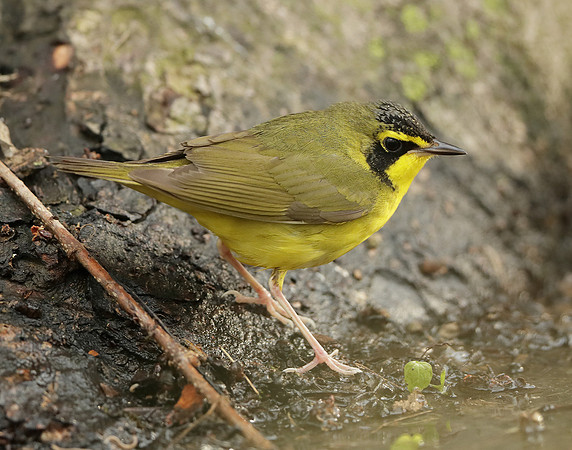 Kentucky Warbler Geothlypis formosa