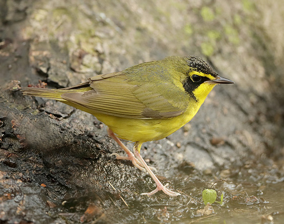 Kentucky Warbler Geothlypis formosa