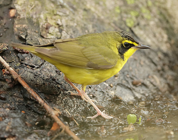Kentucky Warbler Geothlypis formosa