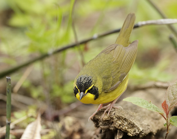 Kentucky Warbler Geothlypis formosa