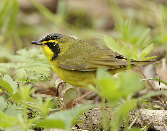 Kentucky Warbler Geothlypis formosa