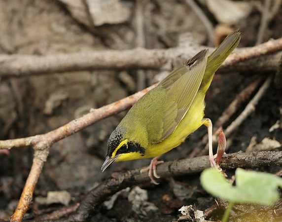 Kentucky Warbler Geothlypis formosa