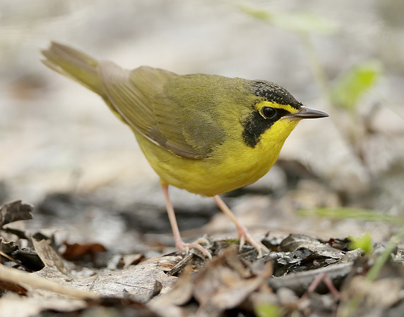 Kentucky Warbler Geothlypis formosa