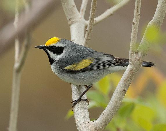 Golden-winged Warbler Vermivora chrysoptera